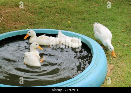 Flock of White Pekin Ducks Swimming and Relaxing in a Backyard Basin Stock Photo