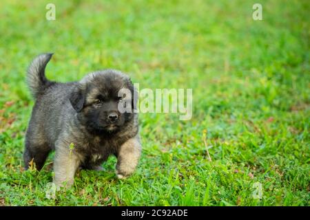 Portrait of young Illyrian Shepherd Dog puppy (Sarplaninac, Yugoslavian Shepherd, Shepherd from the Sharr Mountains) Stock Photo