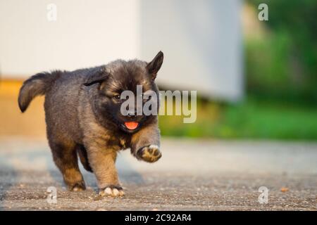 Portrait of young Illyrian Shepherd Dog puppy (Sarplaninac, Yugoslavian Shepherd, Shepherd from the Sharr Mountains) Stock Photo