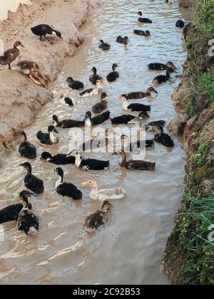 The beautiful view of small duckling swimming on the water. Stock Photo