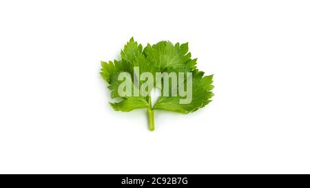 Greenery. Sprigs of parsley on a white background. Macro photo. Stock Photo