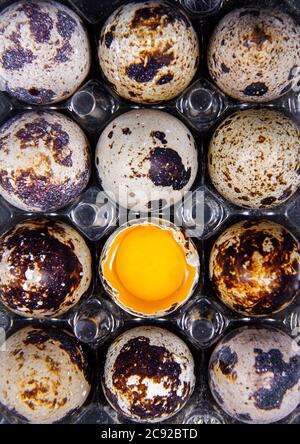 Healthy or broken quail eggs next to each other regularly or irregularly Stock Photo