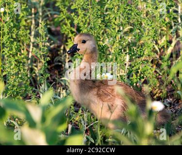 Canadian Geese baby gosling close-up profile view with a foliage foreground and background  in its habitat and environment Stock Photo