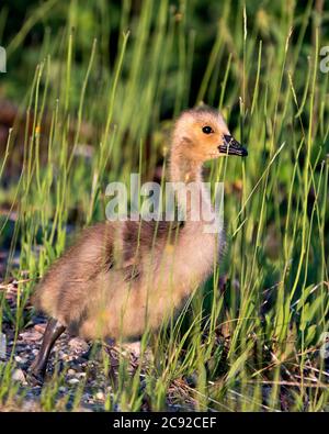 Canadian Geese baby gosling close-up profile view with a foliage background and foreground in its habitat and environment Stock Photo