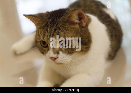 Brown Striped Scottish Fold Kitten, the Cute cat sleeps, Scottish Fold Stock Photo