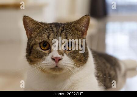 Brown Striped Scottish Fold Kitten, the Cute cat sleeps, Scottish Fold Stock Photo