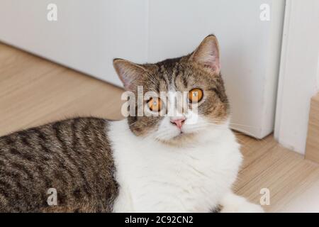 Brown Striped Scottish Fold Kitten, the Cute cat sleeps, Scottish Fold Stock Photo