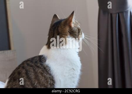 Brown Striped Scottish Fold Kitten, the Cute cat sleeps, Scottish Fold Stock Photo
