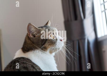 Brown Striped Scottish Fold Kitten, the Cute cat sleeps, Scottish Fold Stock Photo