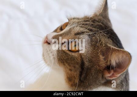 Brown Striped Scottish Fold Kitten, the Cute cat sleeps, Scottish Fold Stock Photo