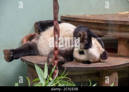 A giant panda lying on a wooden bench in Edinburgh Zoo, Edinburgh, Scotland. Stock Photo