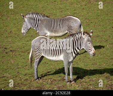 Grevy's zebra at Edinburgh Zoo, Scotland.UK Stock Photo