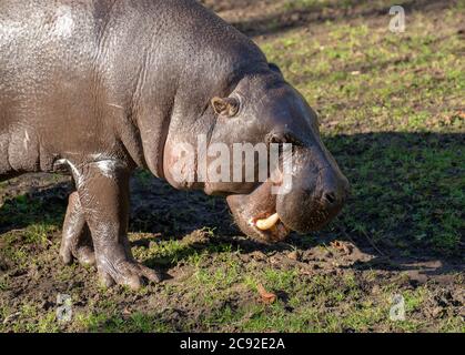 Pygmy hippo, Edinburgh Zoo, Scotland. UK Stock Photo