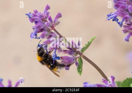 A bumble bee collecting pollen from Catmint flowers, Chipping, Preston, Lancashire. Stock Photo