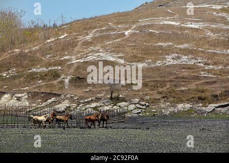Sumba ponies at a farm on dry landscape during dry season in East Sumba, East Nusa Tenggara, Indonesia. Stock Photo