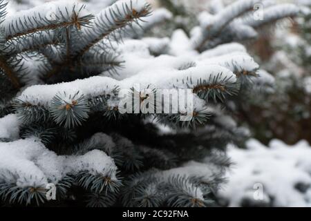 Picea pungens evergreen coniferous tree. Blue spruce in the forest, fluffy snow on the spruce branches.  Stock Photo
