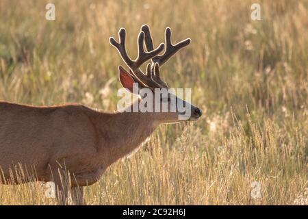 Mule Deer Buck in Velvet in Summer in Colorado Stock Photo