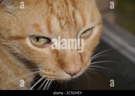Closeup shot of the head of a ginger cat Stock Photo
