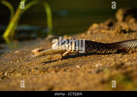 Grass snake holding fish on riverside in summer sunset.
