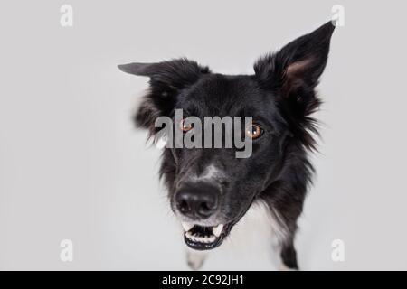 Close-up of Border collie.Studio shot of an adorable Border Collie sitting on white background. Stock Photo