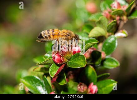 A Honey bee on Cotoneaster flowers, Chipping, Preston, Lancashire. Stock Photo