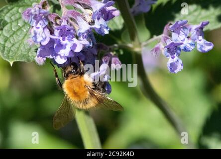 A Tree bumblebee on Catmint flowers, Chipping, Preston, Lancashire. Stock Photo