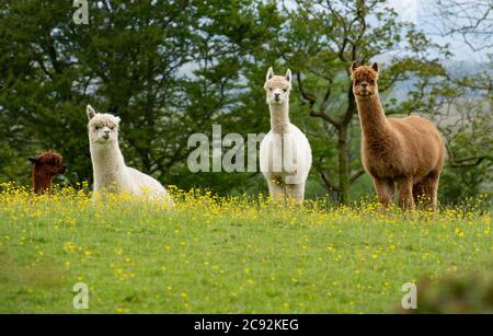 An Alpacas among the buttercups in a field on the outskirts of Sedbergh, Cumbria.UK Stock Photo