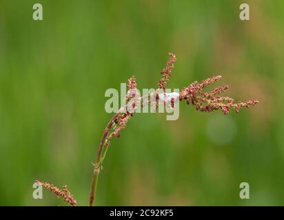 Common sheep sorrel with Cuckoo spit, caused by froghopper, spittlebug nymphs, Chipping, Preston, Lancashire, UK Stock Photo