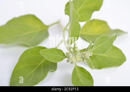 Withania somnifera, known commonly as ashwagandha, Indian ginseng, poison gooseberry, or winter cherry. Stock Photo