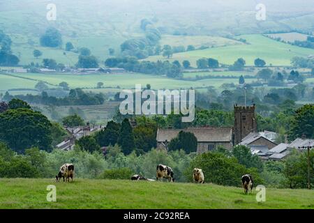 Holstein dairy cows in a field, Chipping, Preston, Lancashire. UK. Stock Photo