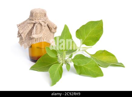 Withania somnifera, known commonly as ashwagandha, Indian ginseng, poison gooseberry, or winter cherry. Isolated Stock Photo