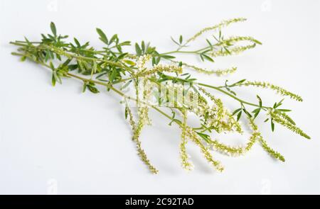 Melilotus albus, known as honey clover, white melilot, Bokhara clover, white sweetclover and sweet clover Stock Photo