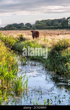 Cattle on freshwater grazing marshes in Norfolk in the early morning. Stock Photo
