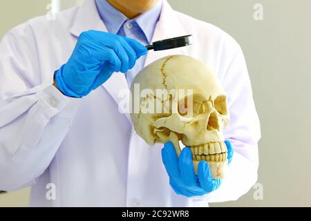 the brain researcher using magnify glass to look at the skull in left hand. Stock Photo