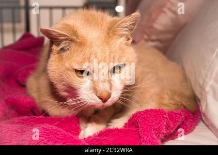 Ginger cat lying on a bed enjoying being stroked, South Africa Stock Photo
