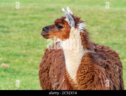 Llama Stock Photo