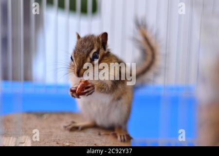 Cute Siberian chipmunk or Siberian squirrel (Eutamias sibiricus) eats hazelnuts. Animal and pet at home concept. Close up, selective focus Stock Photo