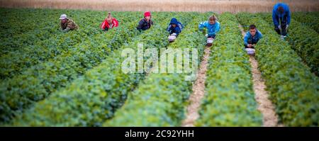 Hohen Wieschendorf, Germany. 22nd July, 2020. Harvest workers pick strawberries in a field of the Erdbeerhof Glantz near the Baltic Sea. The strawberry season in Mecklenburg-Vorpommern is coming to an end. According to initial projections by growers, an average of 145 quintals per hectare were picked in the state in almost 30 larger farms. Credit: Jens Büttner/dpa-Zentralbild/ZB/dpa/Alamy Live News Stock Photo