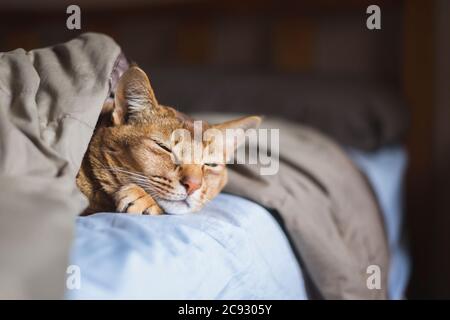 Cute cat sleeping under blankets in bed Stock Photo