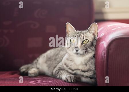 Small silver cat lying on a red couch inside Stock Photo