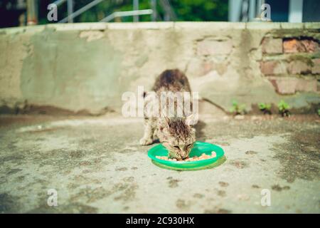 Homeless pussycat eats dry food from plate on street. Close up of stray cat eating useful pet food. Concept of animal care. Stock Photo