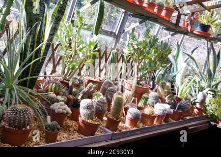 Various cactus in pots in a greenhouse Stock Photo