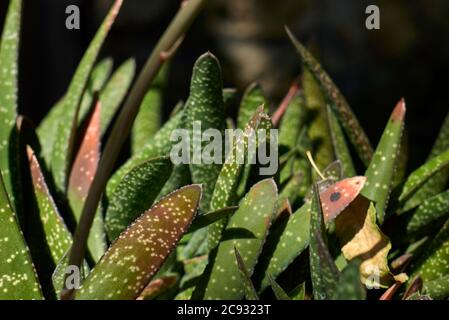 Gasteria carinata leaves close up Stock Photo