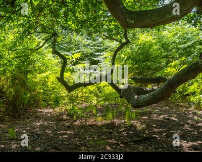 The twisted branches of an ancient oak tree in dense woodland at Skipwith Common, North Yorkshire, England Stock Photo