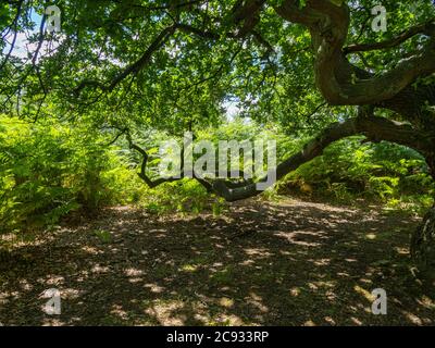 The twisted branches of an ancient oak tree in dense woodland at Skipwith Common, North Yorkshire, England Stock Photo