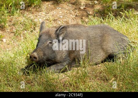 Black and hairy wild boar lying on the ground Stock Photo