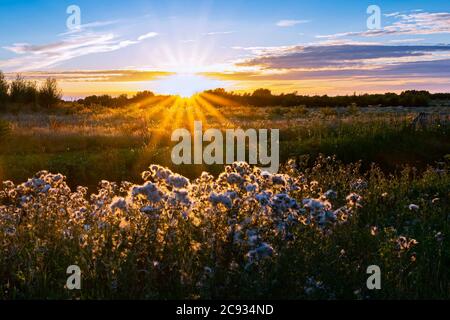 The sun sets below the horizon and casts the last rays on flowers in the Dutch landscape Stock Photo