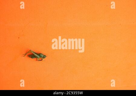 Closeup shot of a fishing hook isolated on an orange background Stock Photo