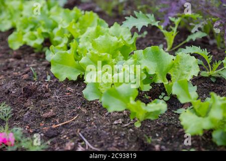 Lettuce harvest. fields of summer lettuce plants, including mixed green, red, purple varieties, grow in rows.Leaf Lettuce in garden bed. vegetable Stock Photo