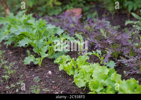 Lettuce harvest. fields of summer lettuce plants, including mixed green, red, purple varieties, grow in rows.Leaf Lettuce in garden bed. vegetable Stock Photo